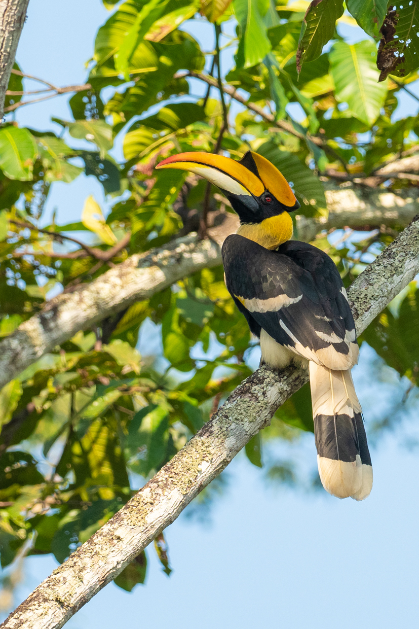 Great Hornbill