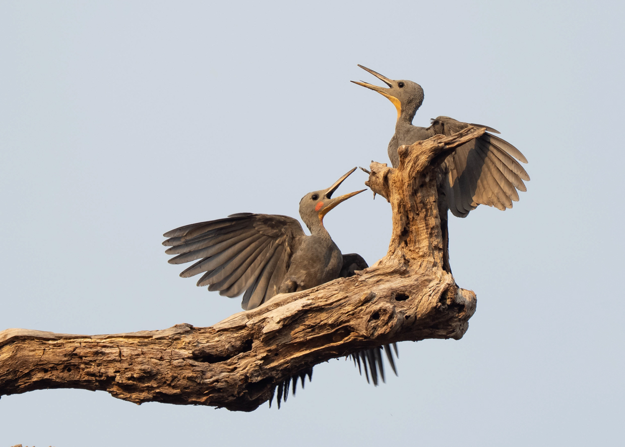 Great Slaty Woodpecker