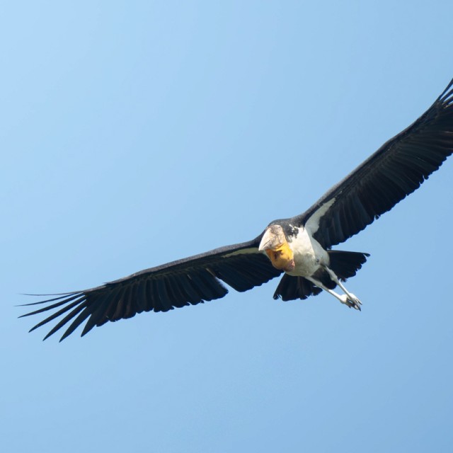 Greater Adjutant