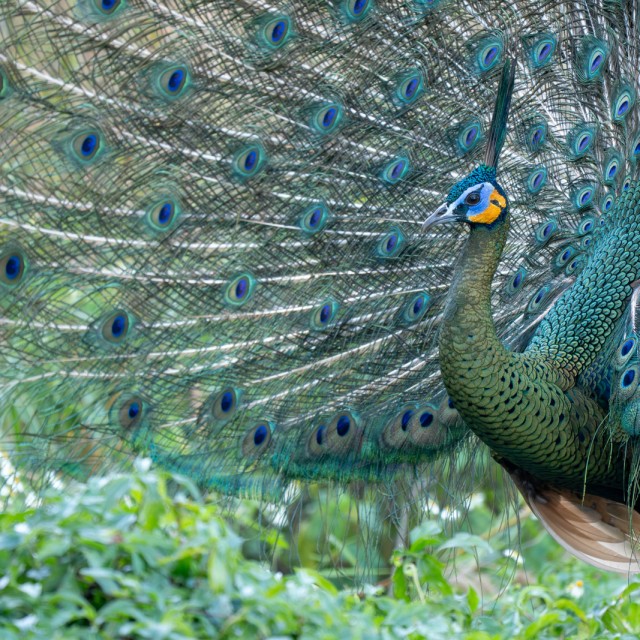 Green Peafowl