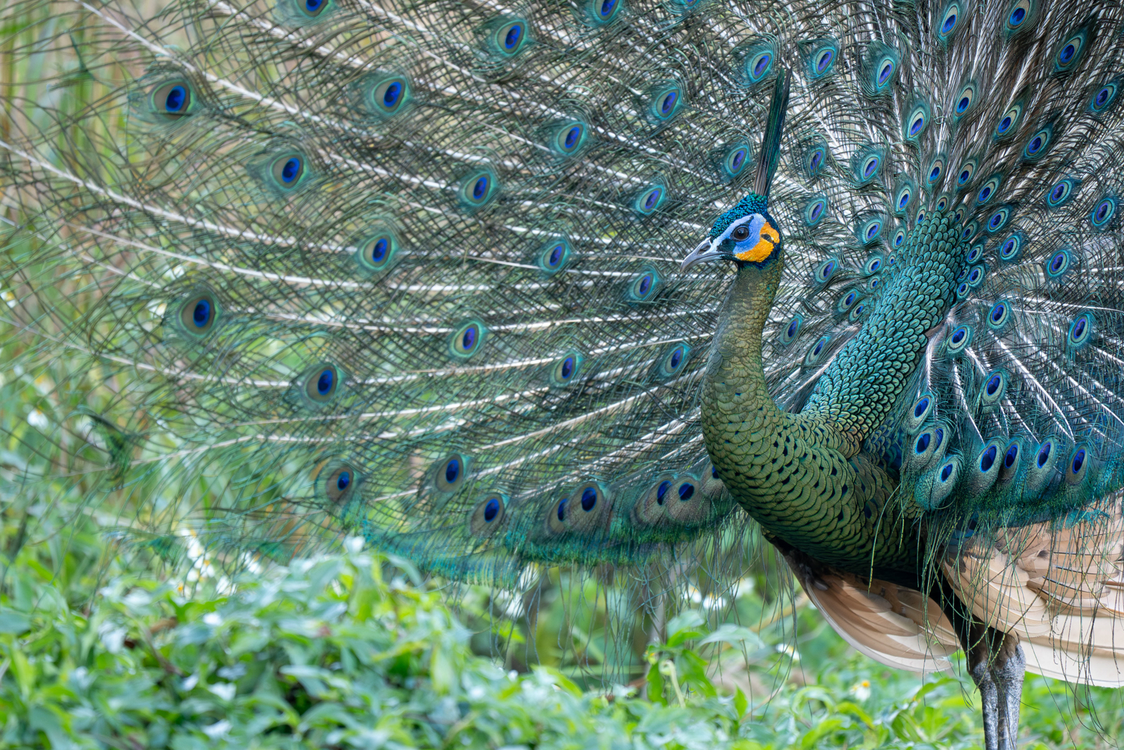 Green Peafowl
