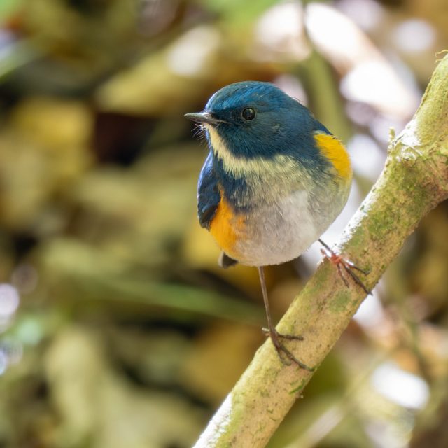Himalayan Bluetail