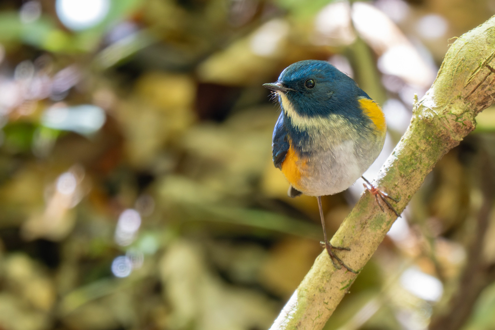 Himalayan Bluetail