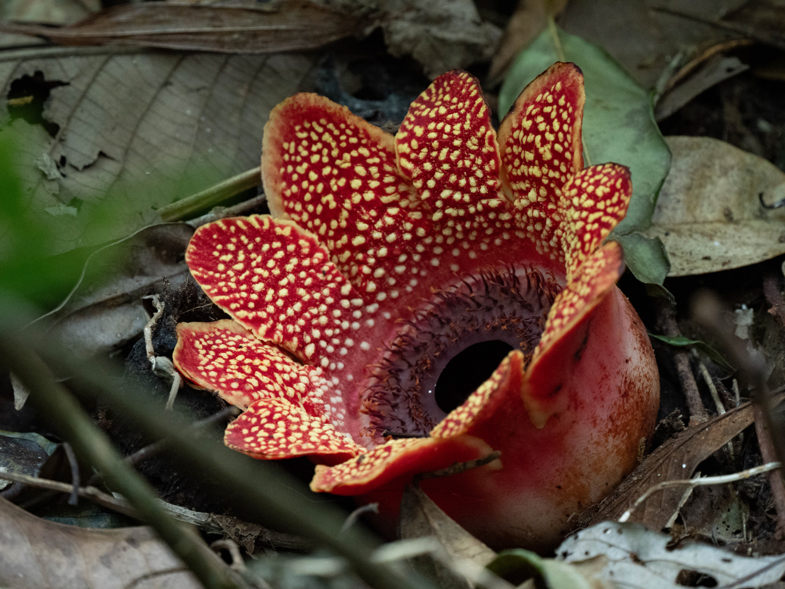 Himalayan Sapria