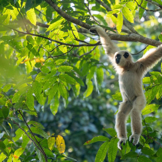 Lar Gibbon
