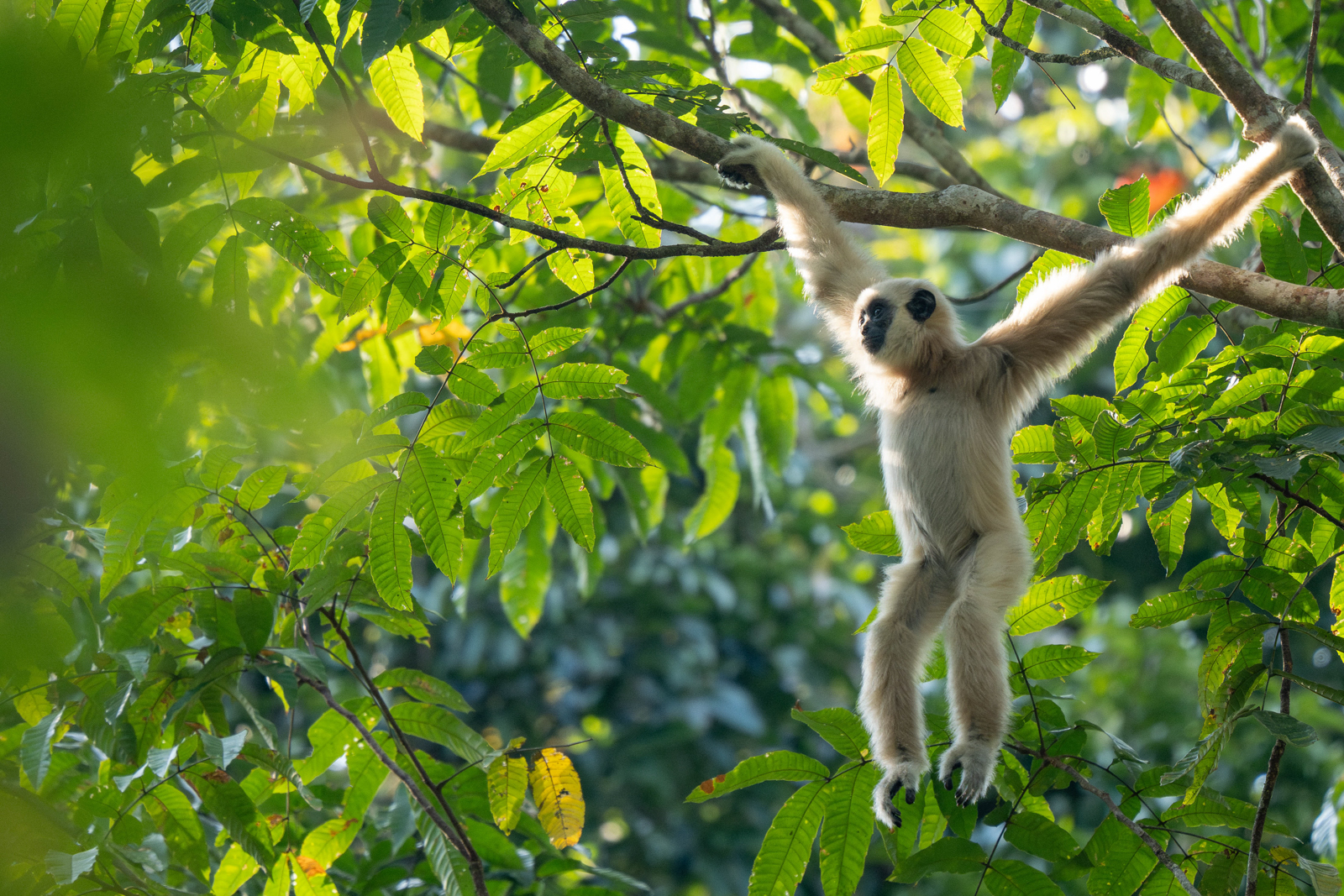 Lar Gibbon