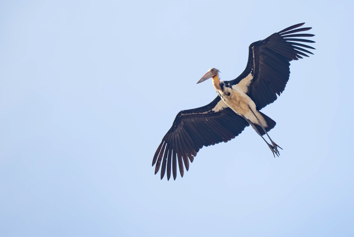Lesser Adjutant