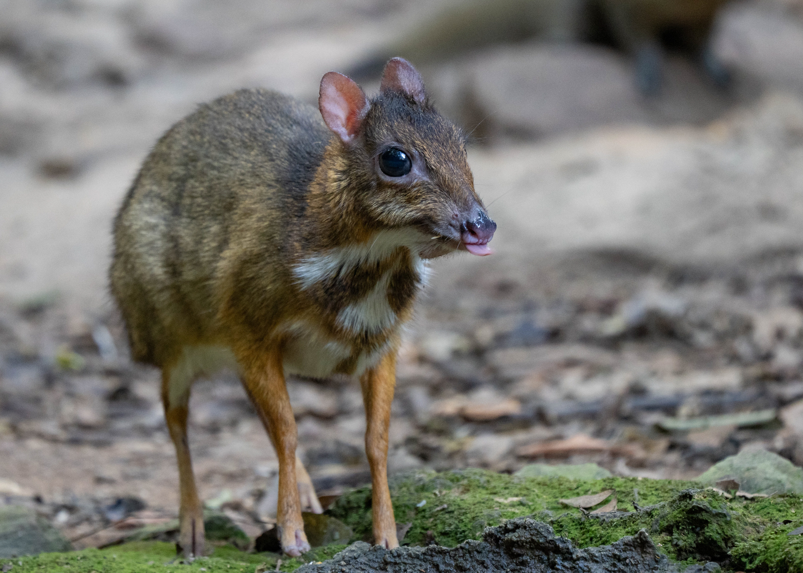 Lesser Mouse Deer