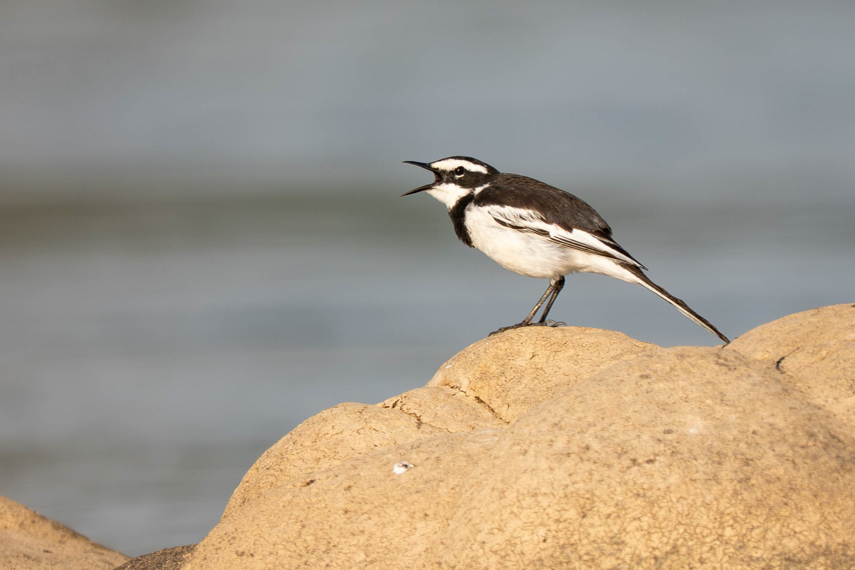 Mekong Wagtail