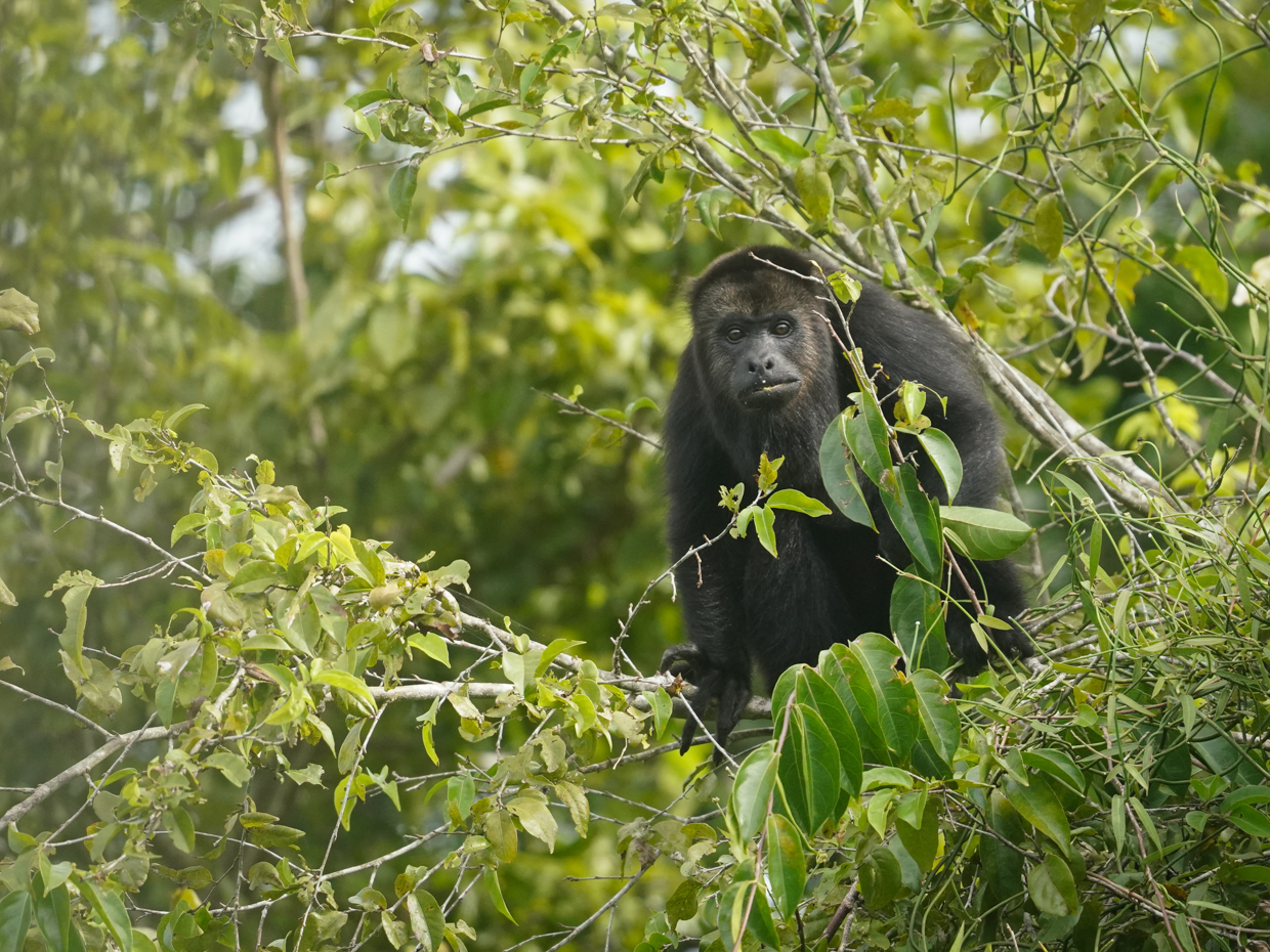 Mexican Black Howler Monkey
