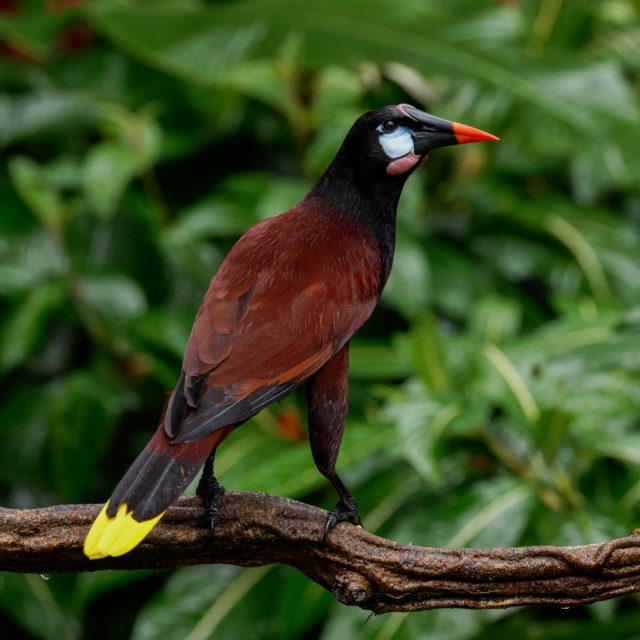 Montezuma Oropendola