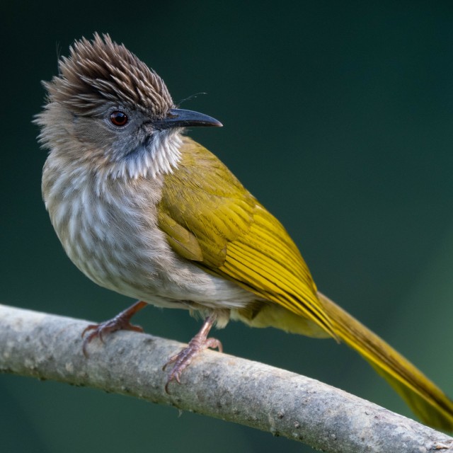 Mountain Bulbul
