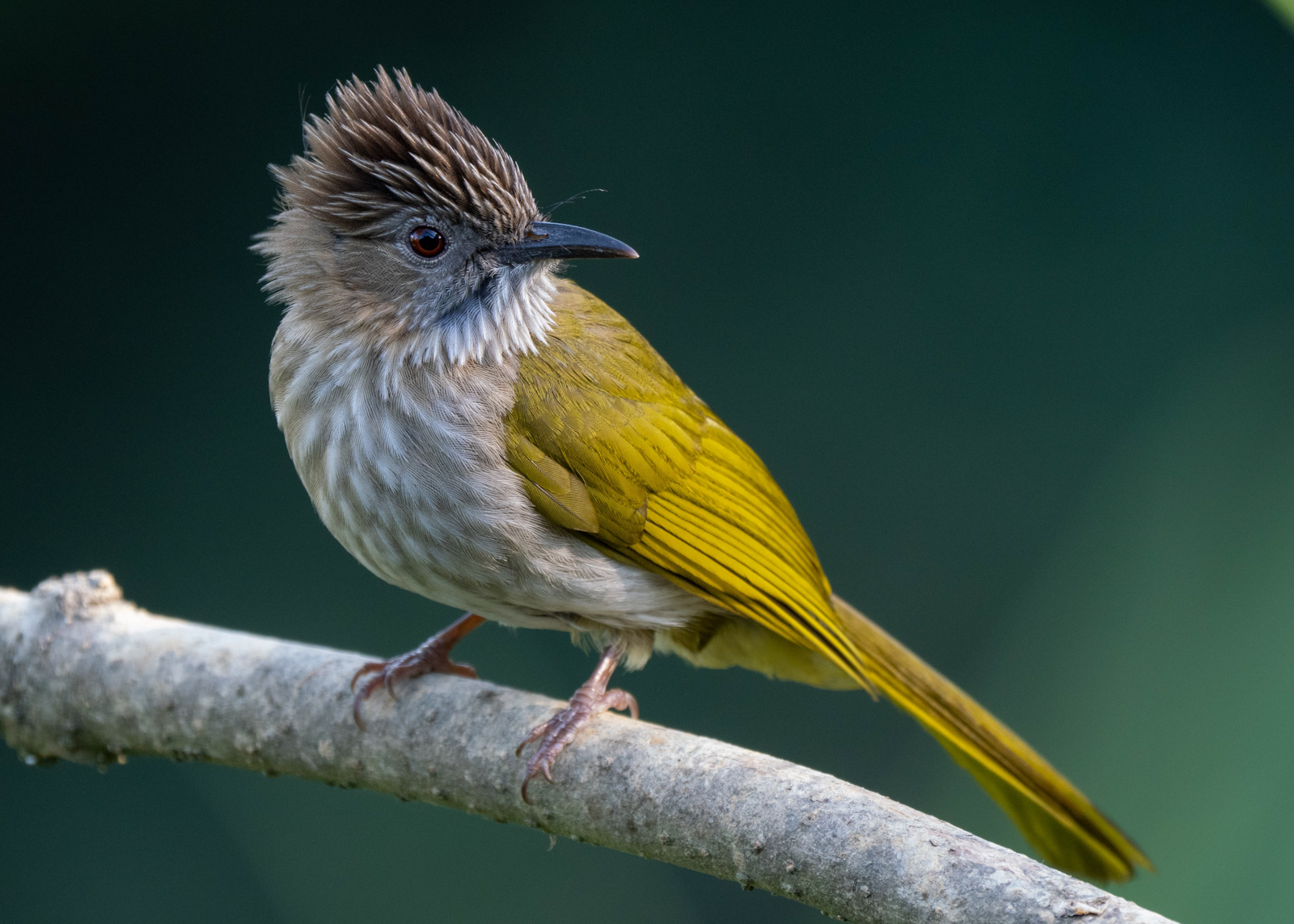 Mountain Bulbul