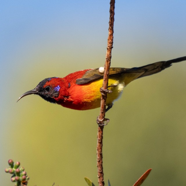 Mrs. Gould's Sunbird