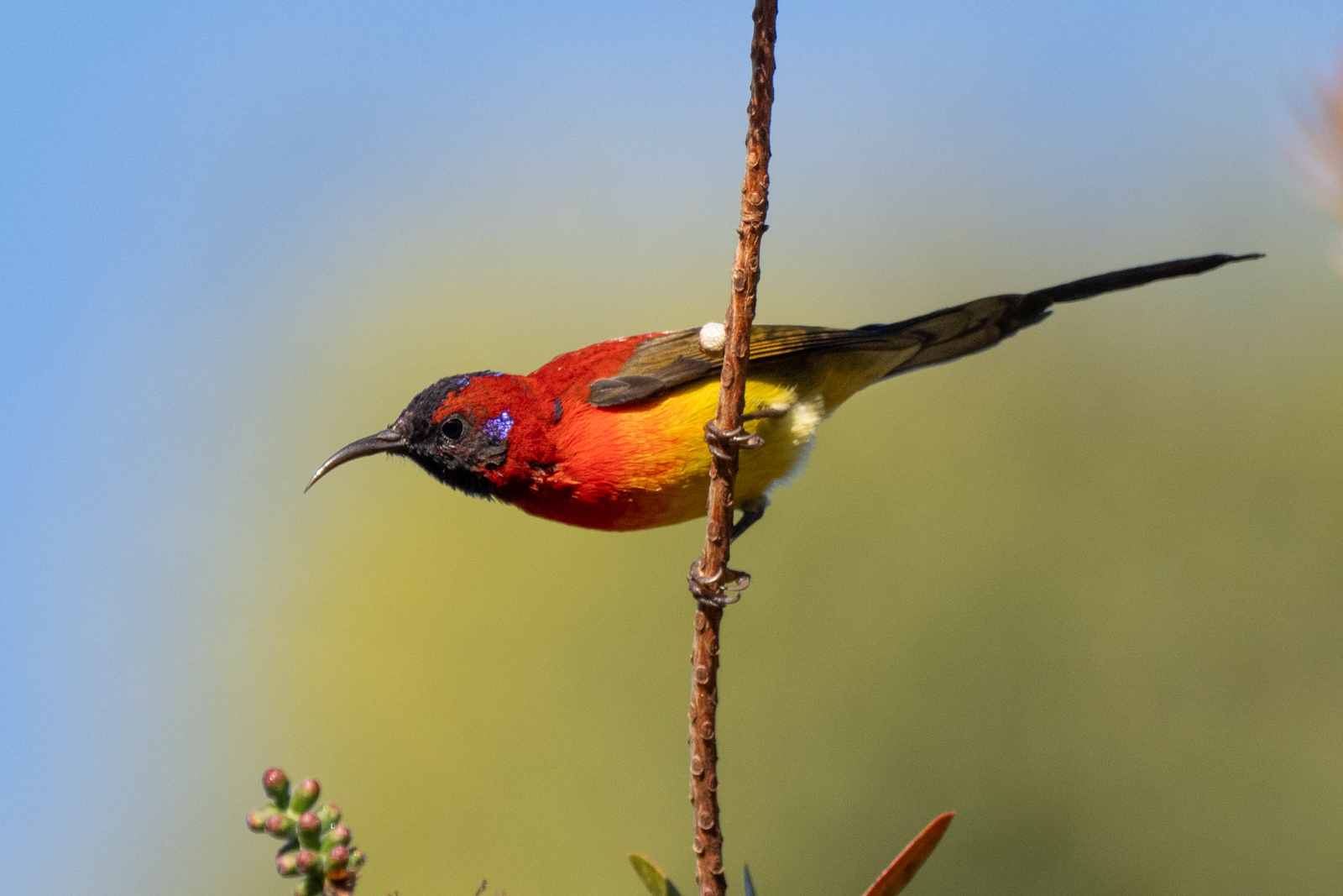 Mrs. Goulds Sunbird
