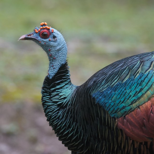 Ocellated Turkey