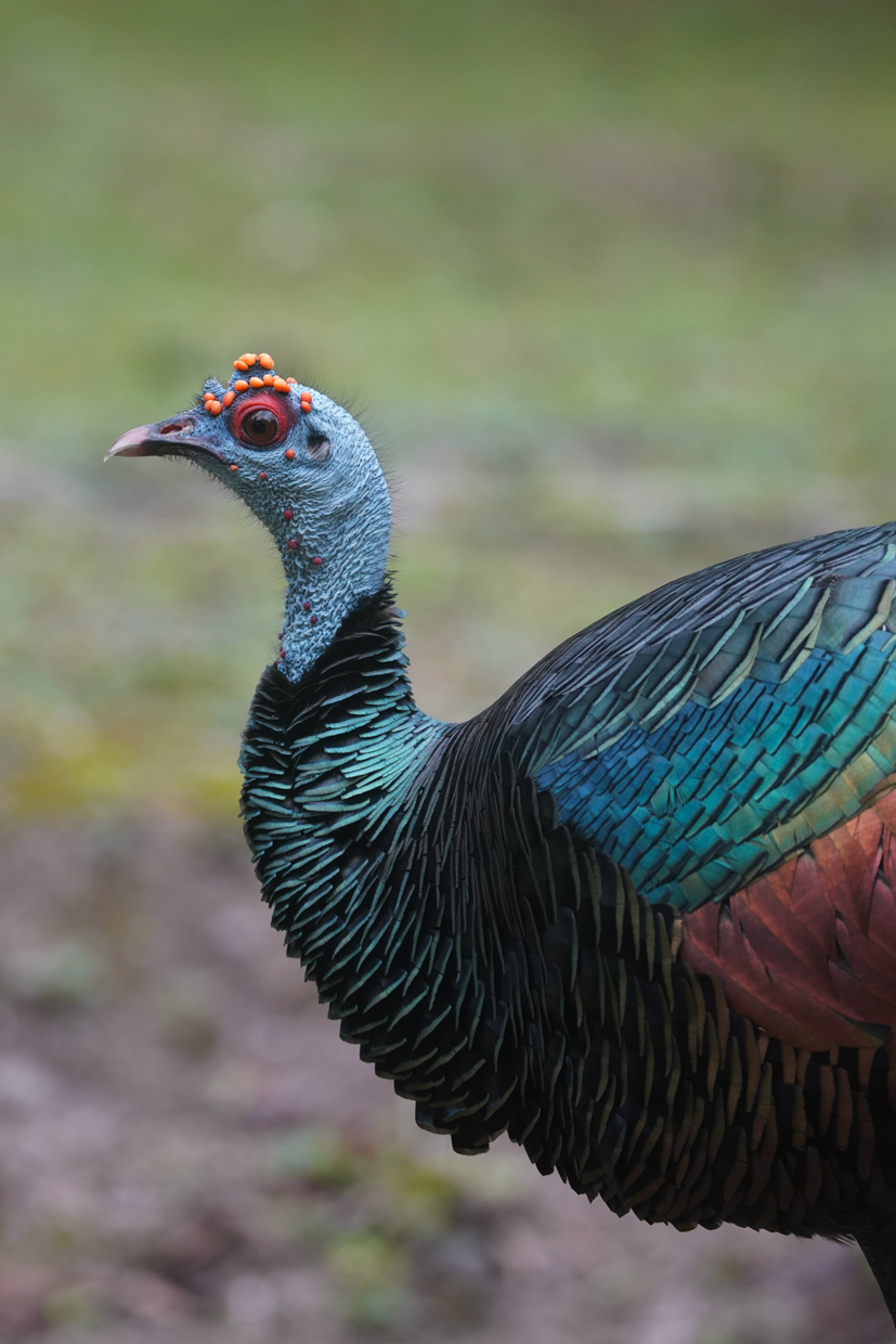 Ocellated Turkey