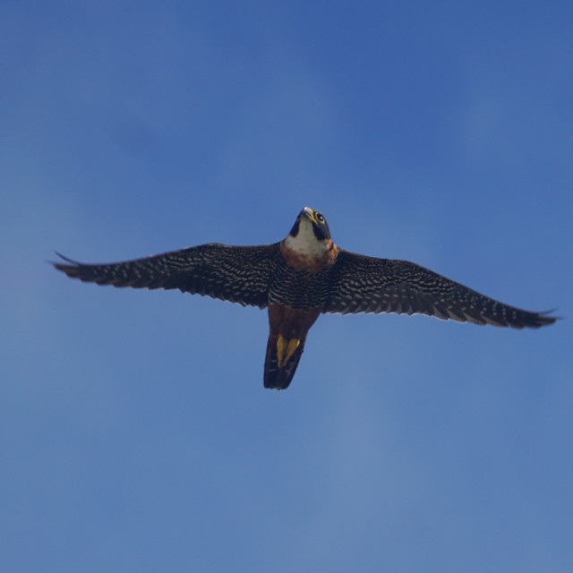 Orange-breasted Falcon