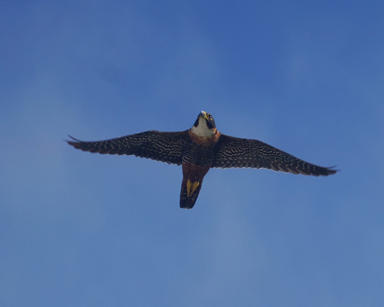 Orange-breasted Falcon