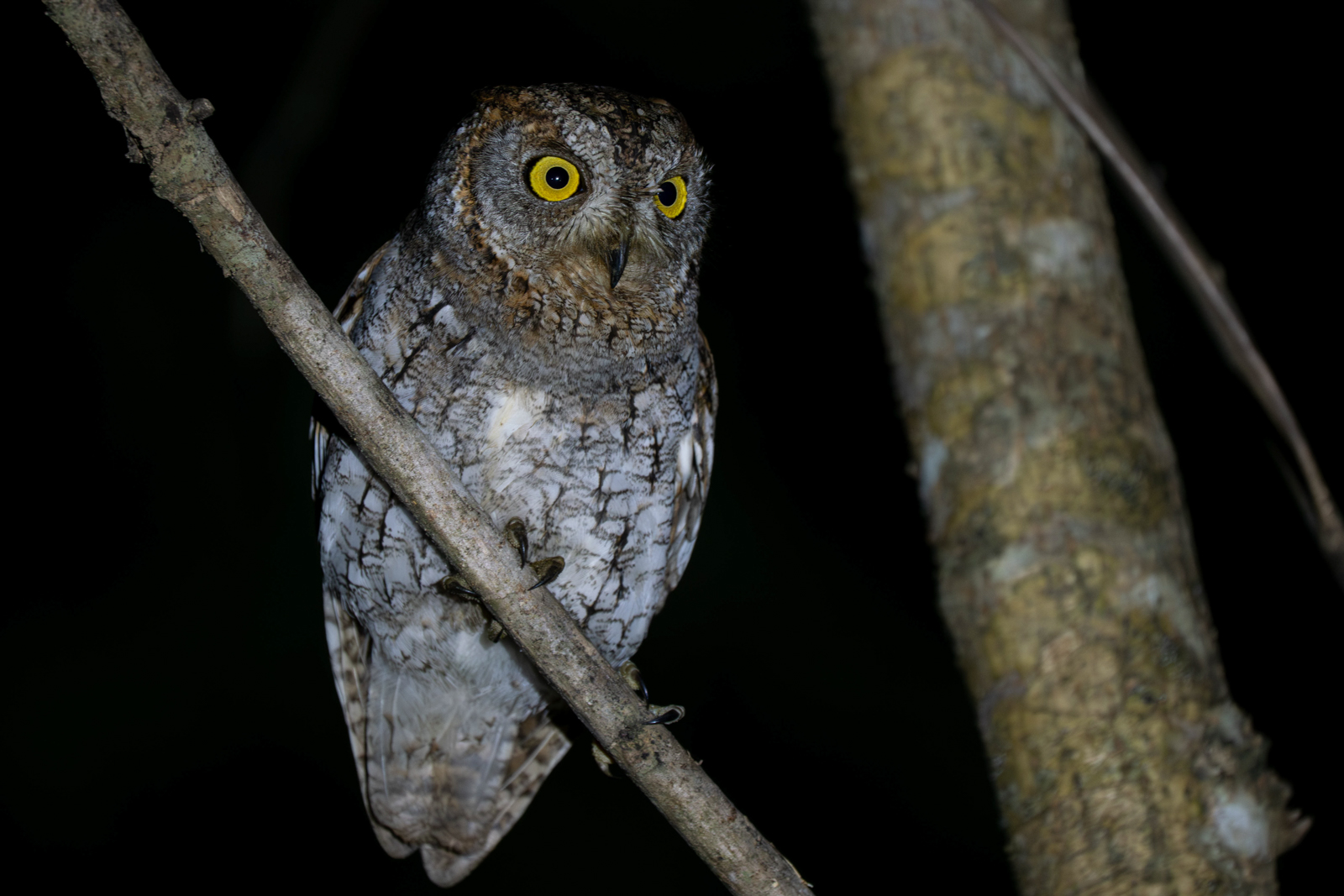 Oriental Scops-Owl