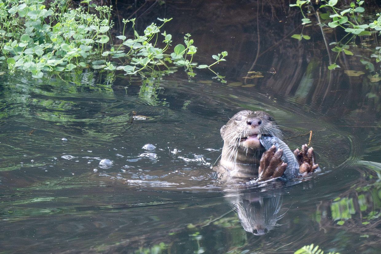 Otter