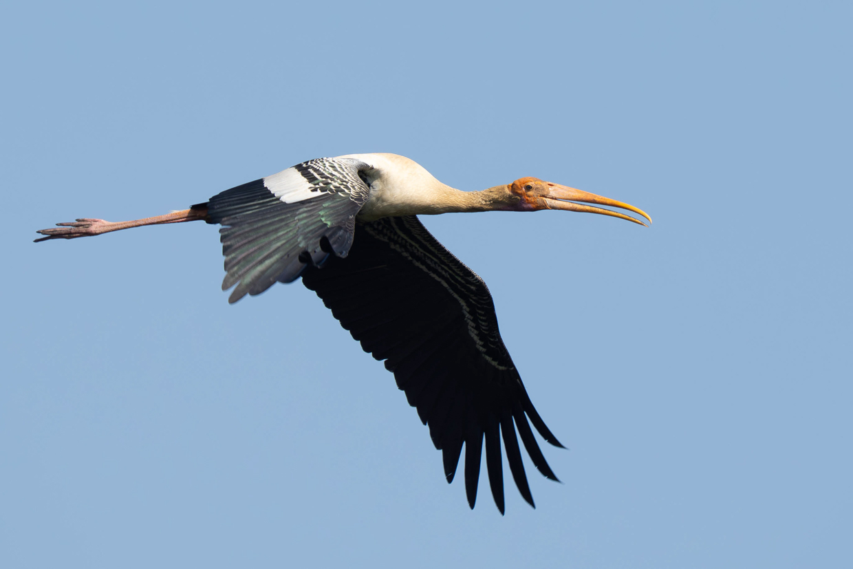 Painted Stork