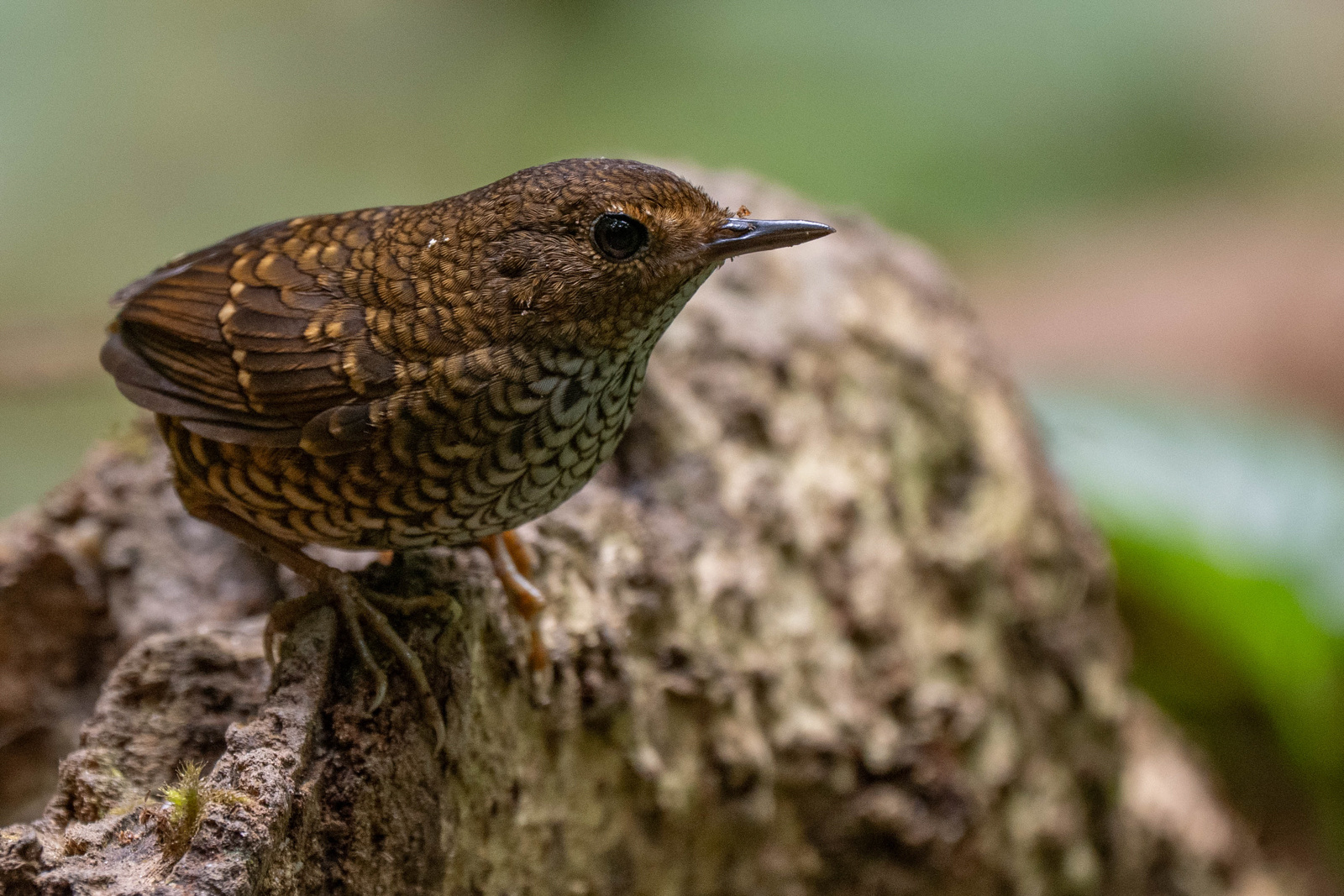 Pygmy Cupwing