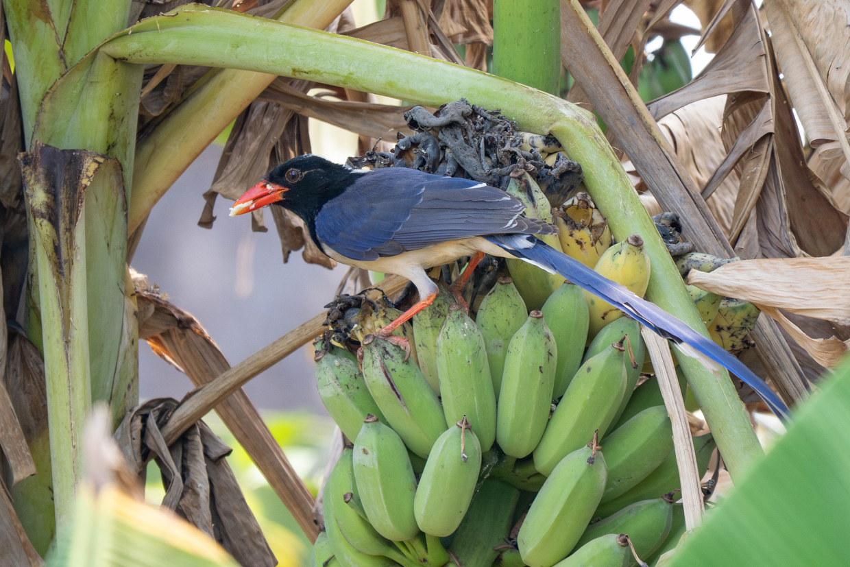 Red-billed Blue-Magpie