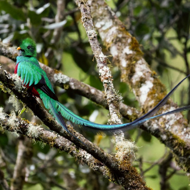 Resplendent Quetzal