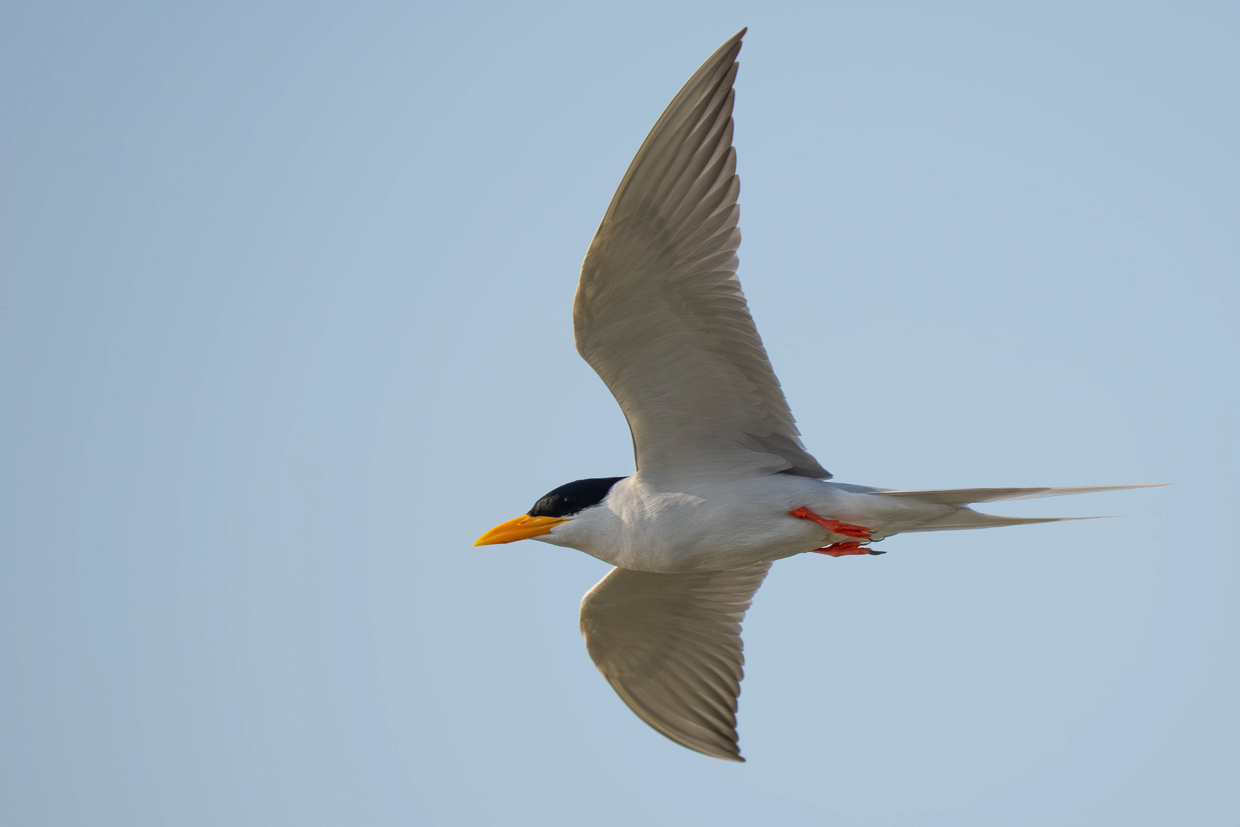 River Tern