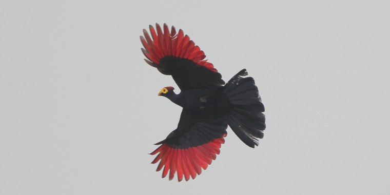 Uganda: Birds, Gorillas & Chimpanzees Trip Report 2026