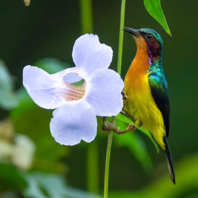 Ruby-cheeked Sunbird