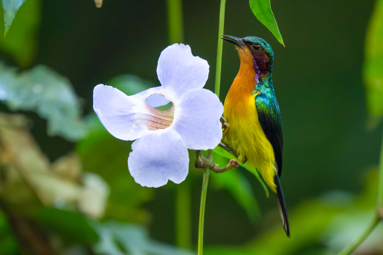 Ruby-cheeked Sunbird 