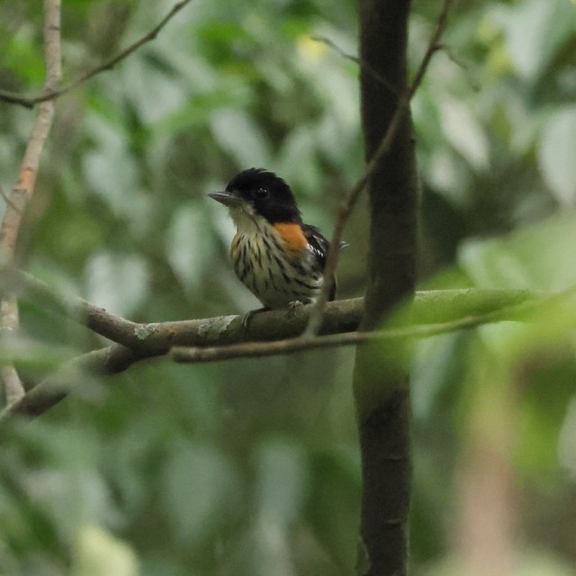 Rufous-side Broadbill