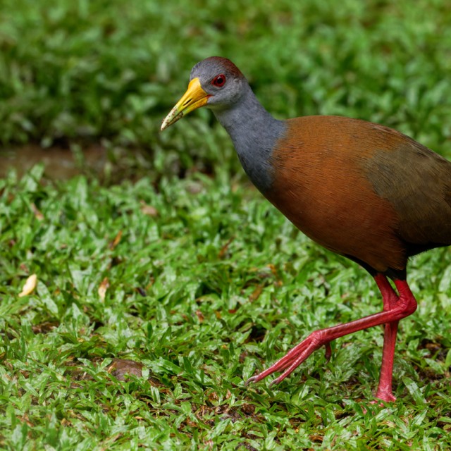 Russet-naped Wood-Rail
