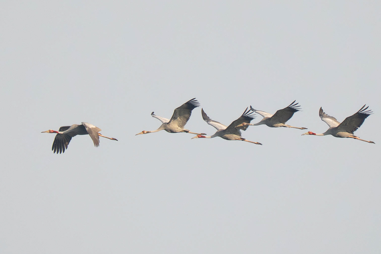 Sarus Cranes