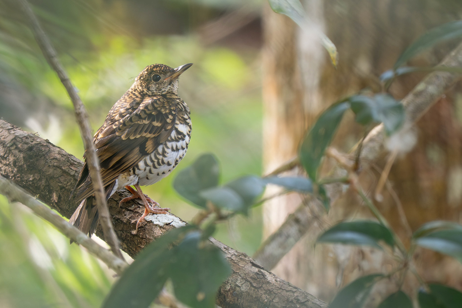 Scaly Thrush 