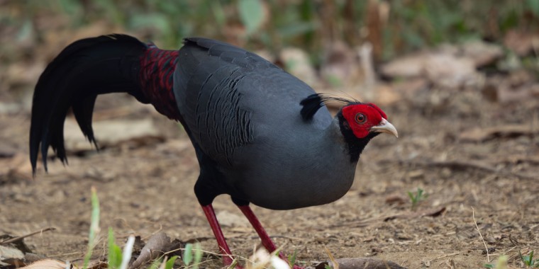 Cambodia & Vietnam Trip Report 2026