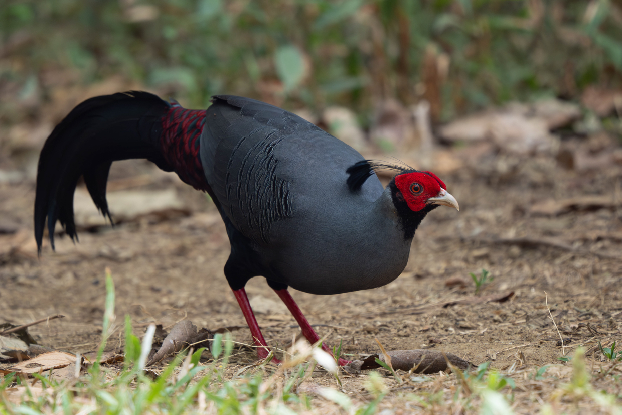 Siamese Fireback