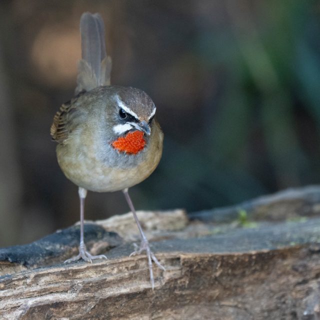 Siberian Rubythroat
