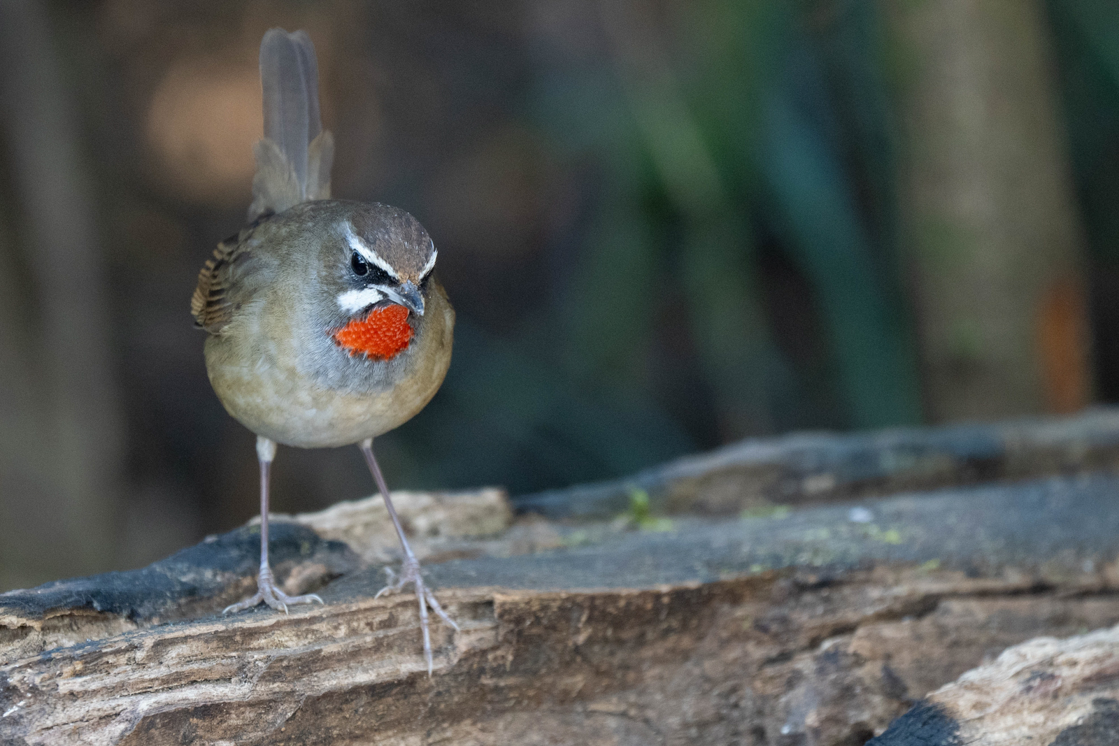 Siberian Rubythroat