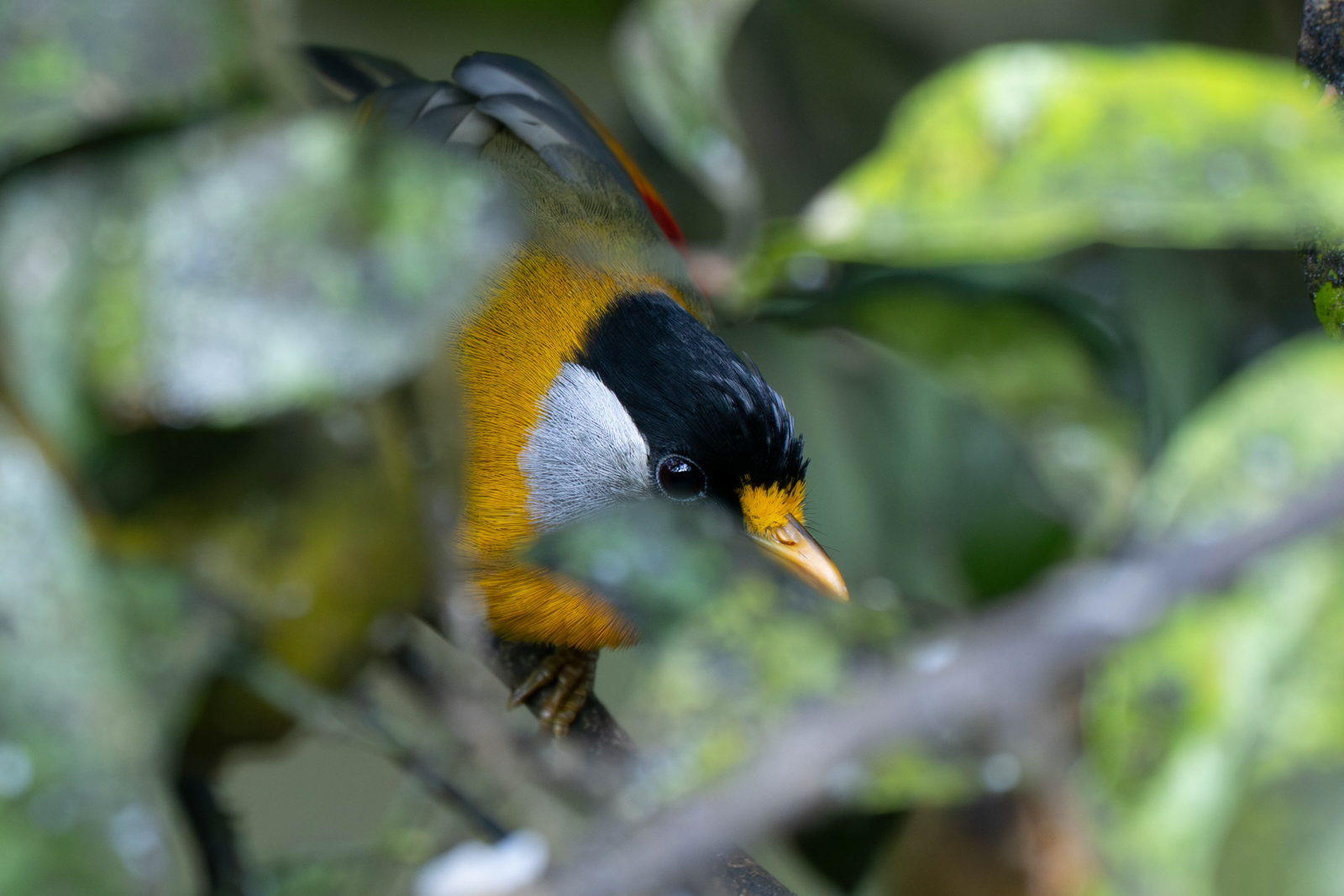 Silver-eared Mesia 