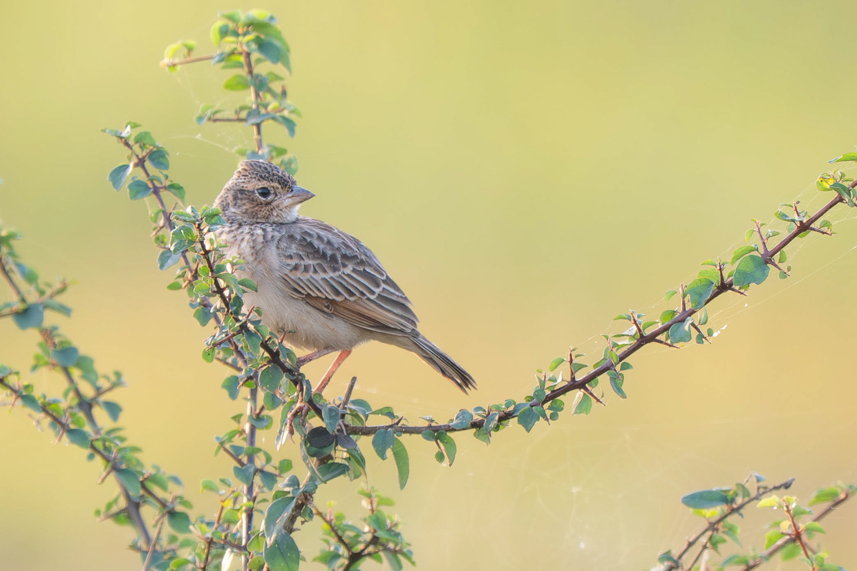 Singing Bushlark