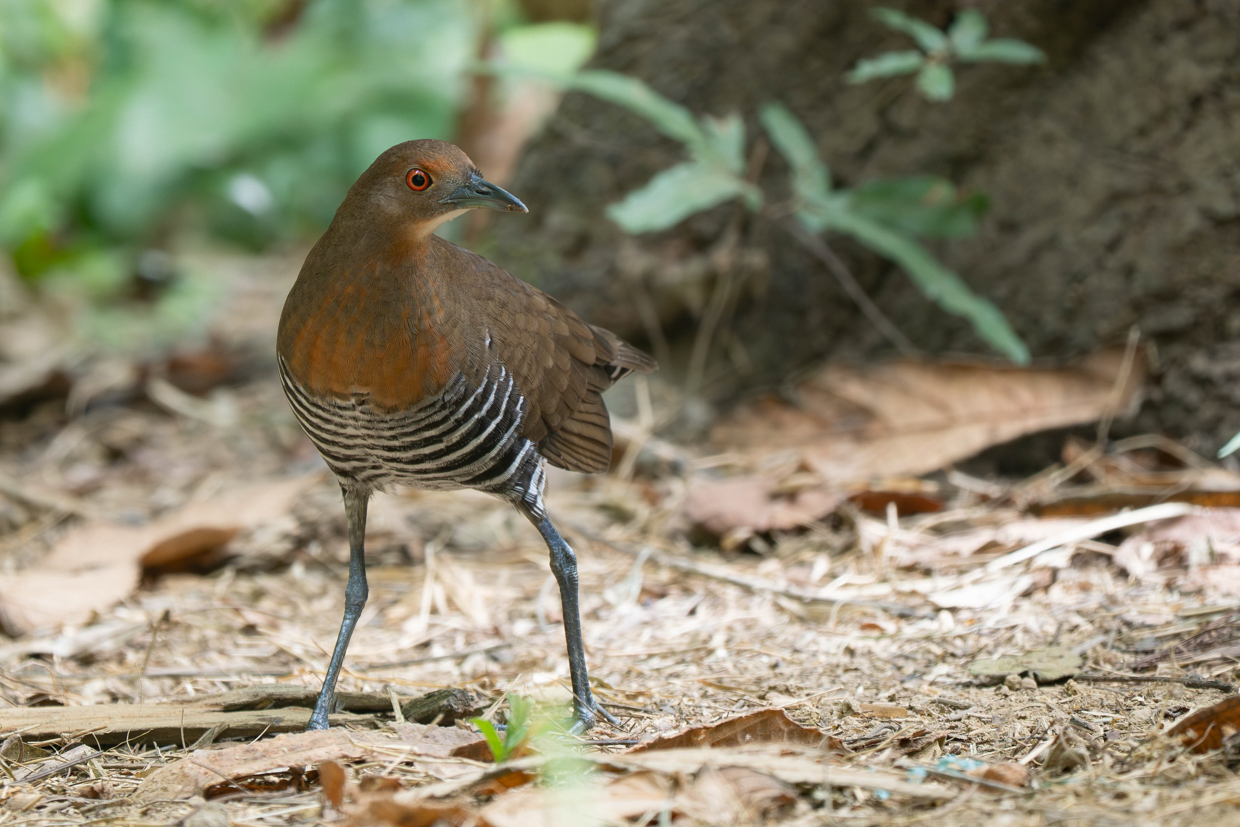 Slaty-legged Crake