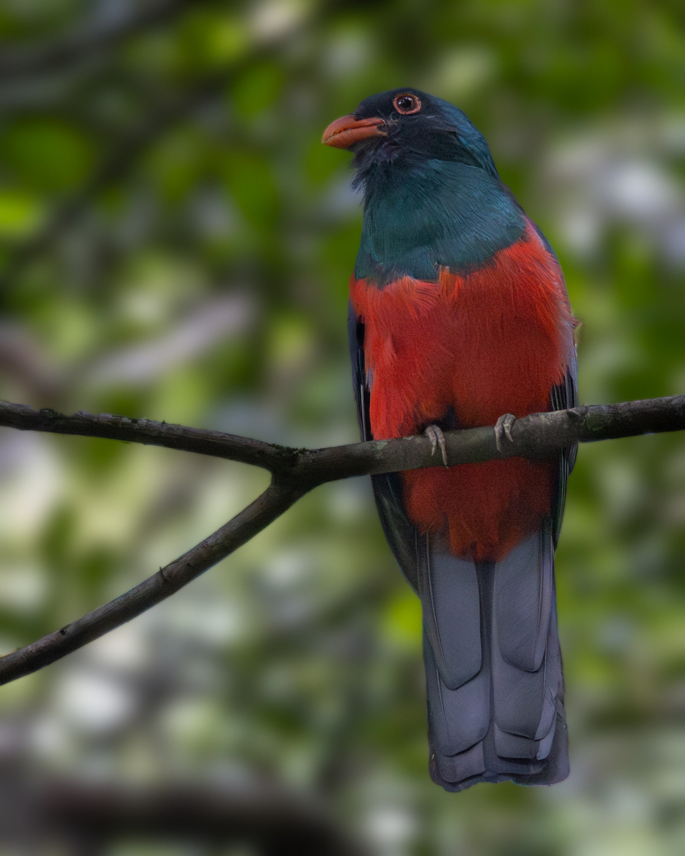 Slaty-tailed Trogon