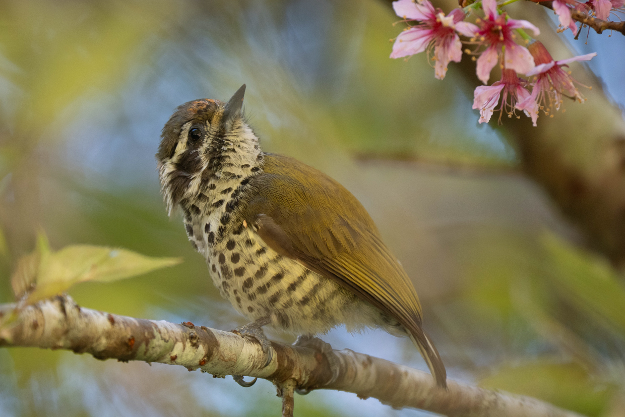 Speckled Piculet