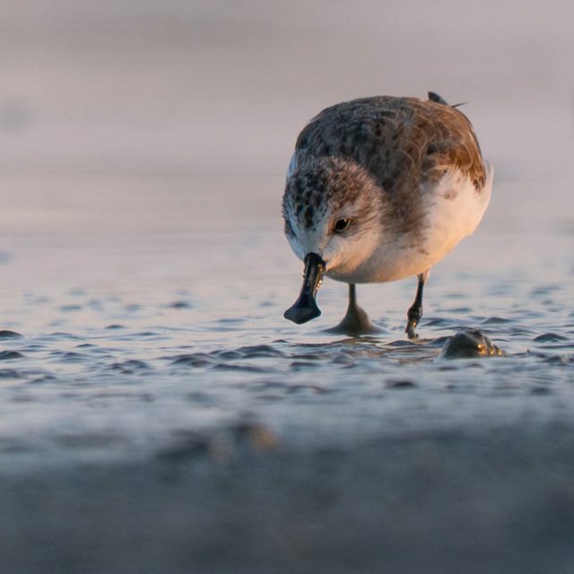 Spoon-billed Sandpiper