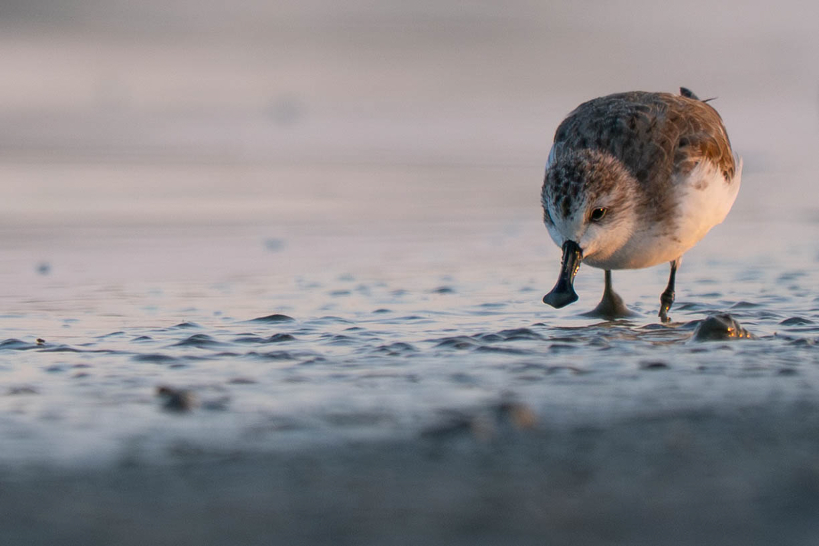 Spoon-billed Sandpiper 