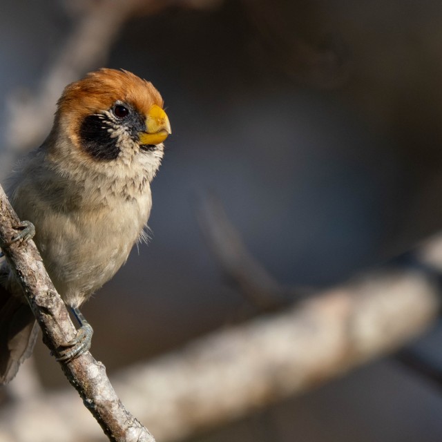 Spot-breasted Parrotbill