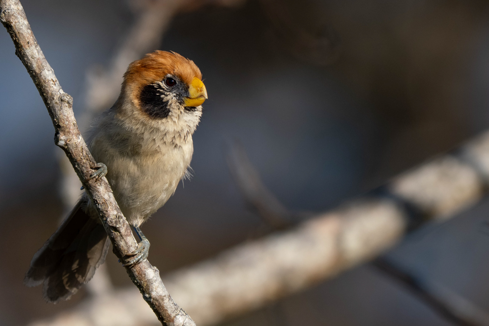Spot-breasted Parrotbill